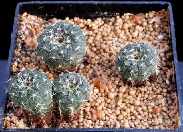 Frailea_cataphracta_2